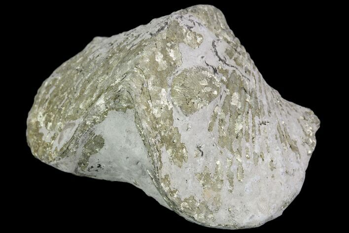 Pyrite Replaced Brachiopod (Paraspirifer) - Ohio #89724